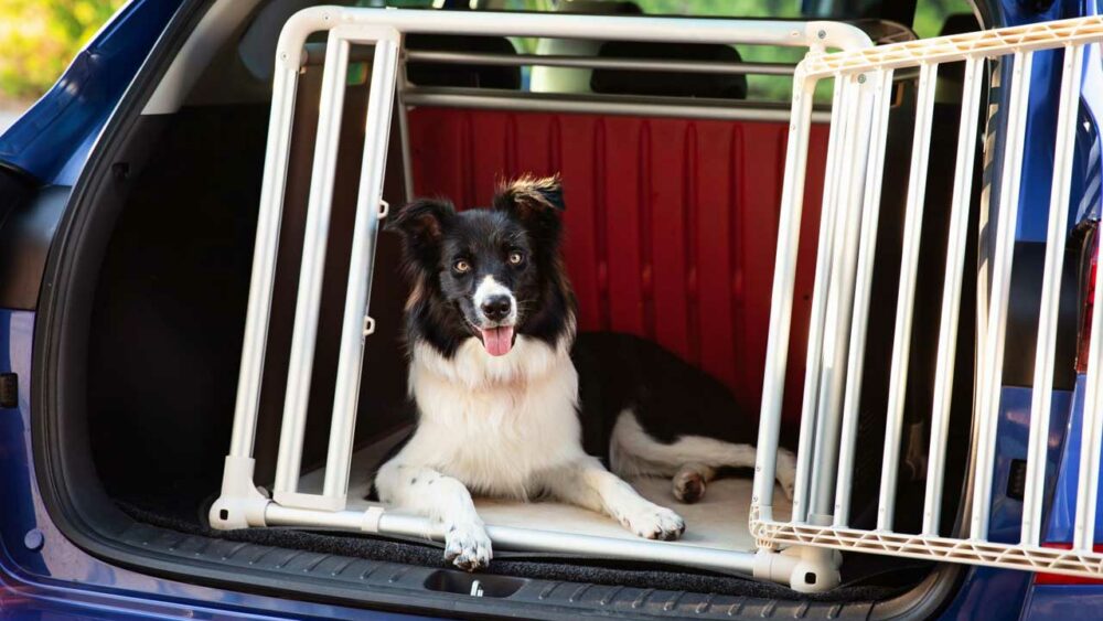 Hund im Auto